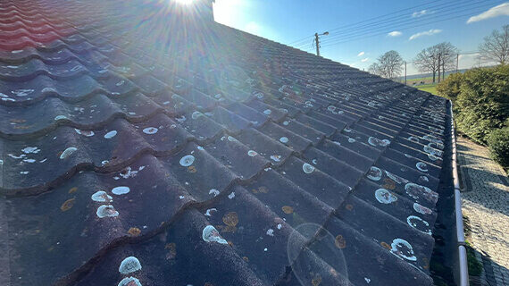 Reinigung von Dachziegeln durch Renoskam in Gościeszowice