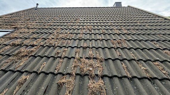 Dachschutz vorcher nachher