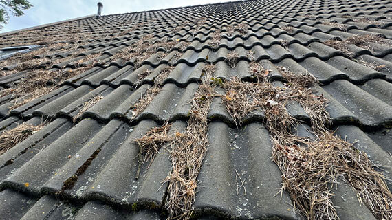 Dachpflege und -schutz vorcher nachher