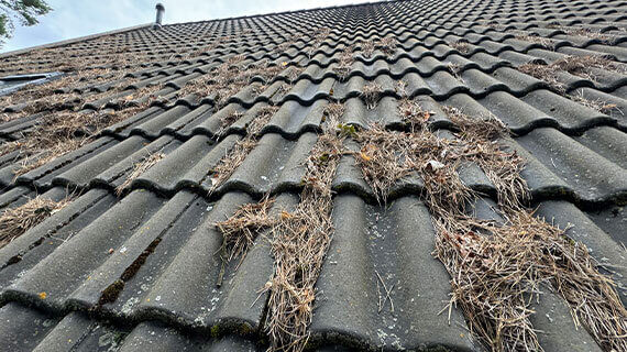 Renoskam – Dachreinigung in Berlin