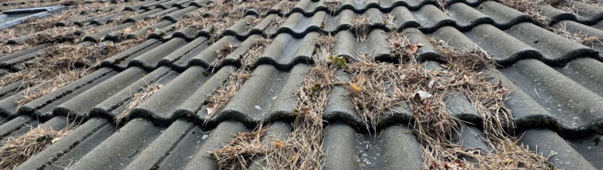 Dachreinigung Berlin