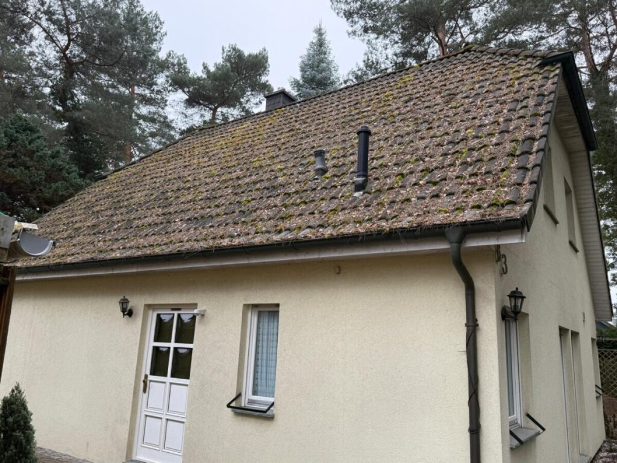 Vorher - Dach frei von Belägen und Nadelresten in Berlin