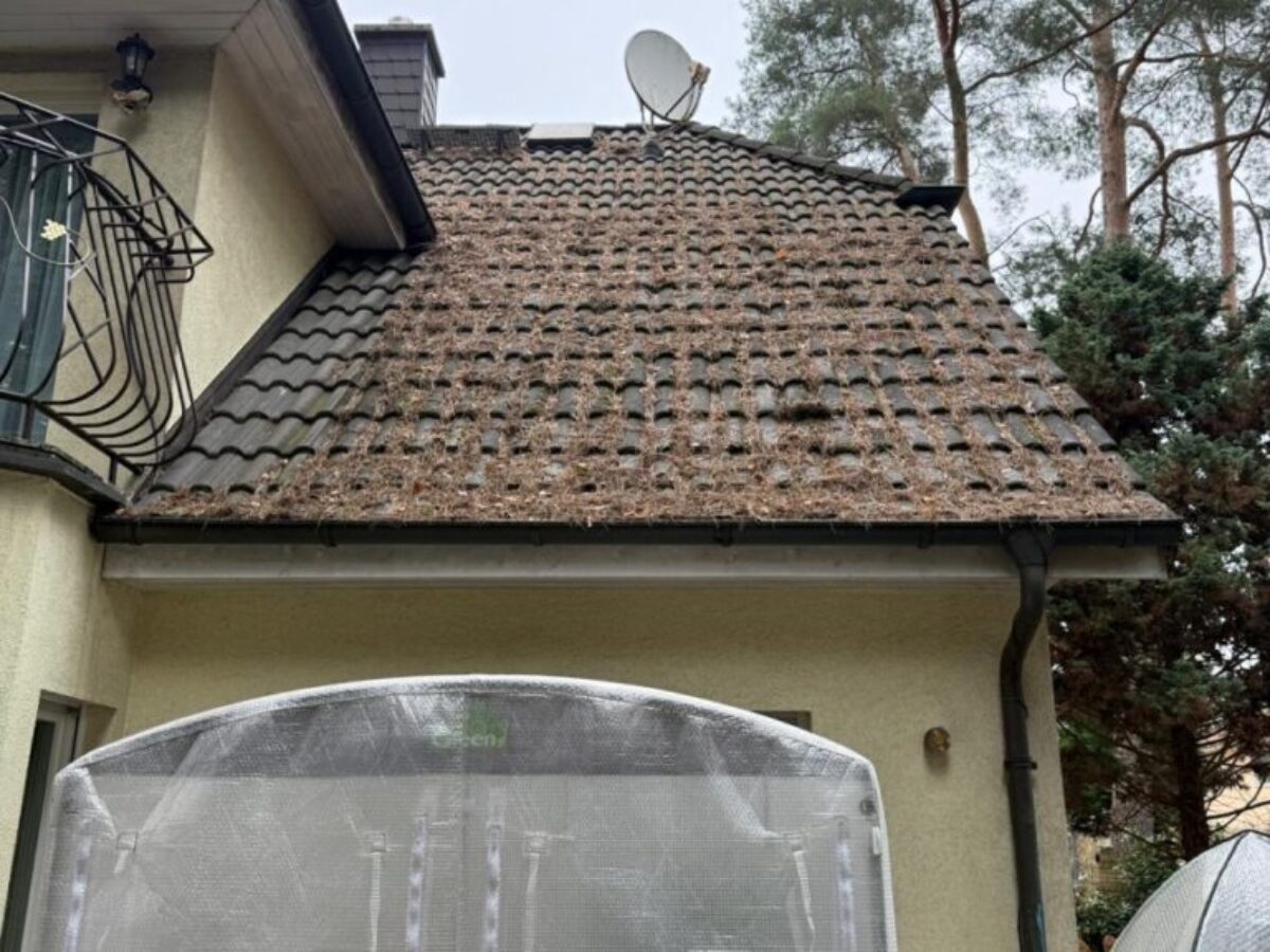 Vorher - Dach frei von Belägen und Nadelresten in Berlin Vorher - Dach frei von Belägen und Nadelresten in Berlin